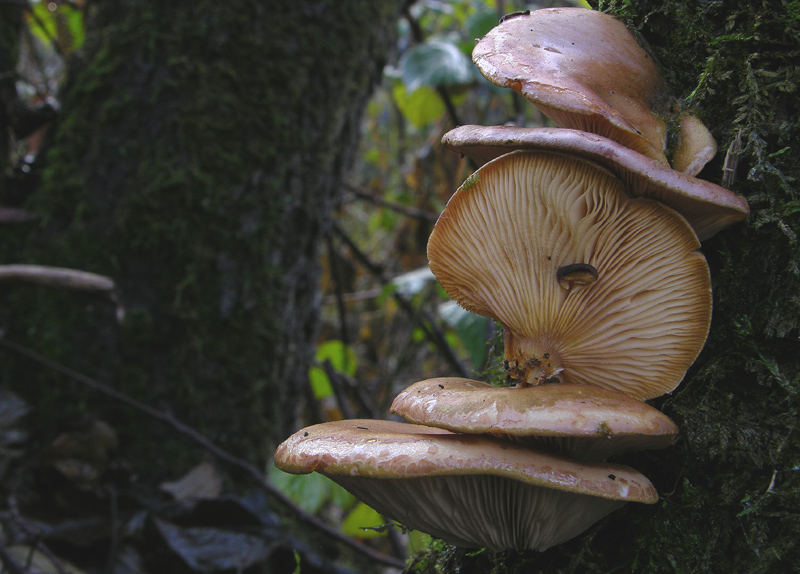 Sarcomyxa serotina. Scheda fotografica